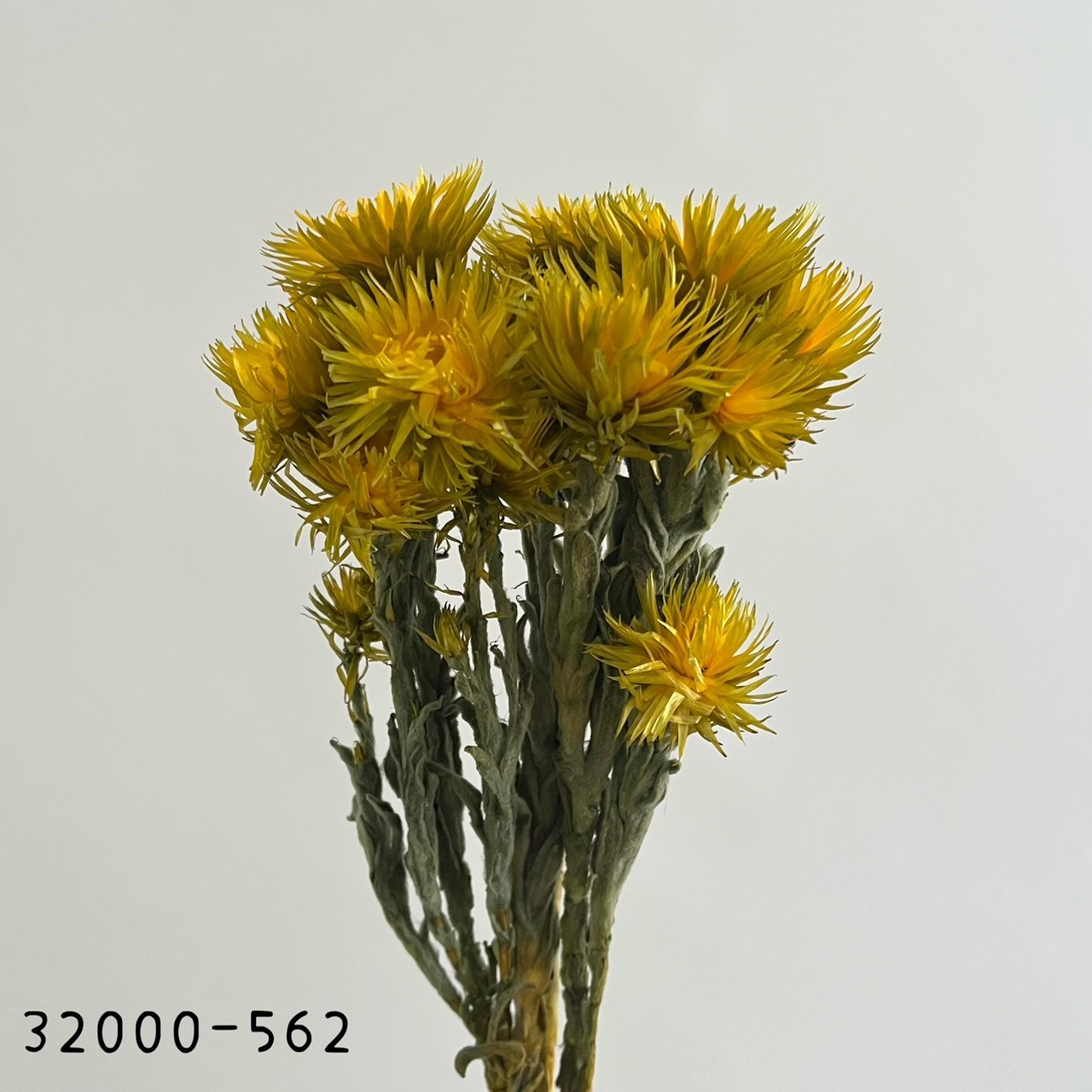 日本乾燥旱雪蓮 32000-562