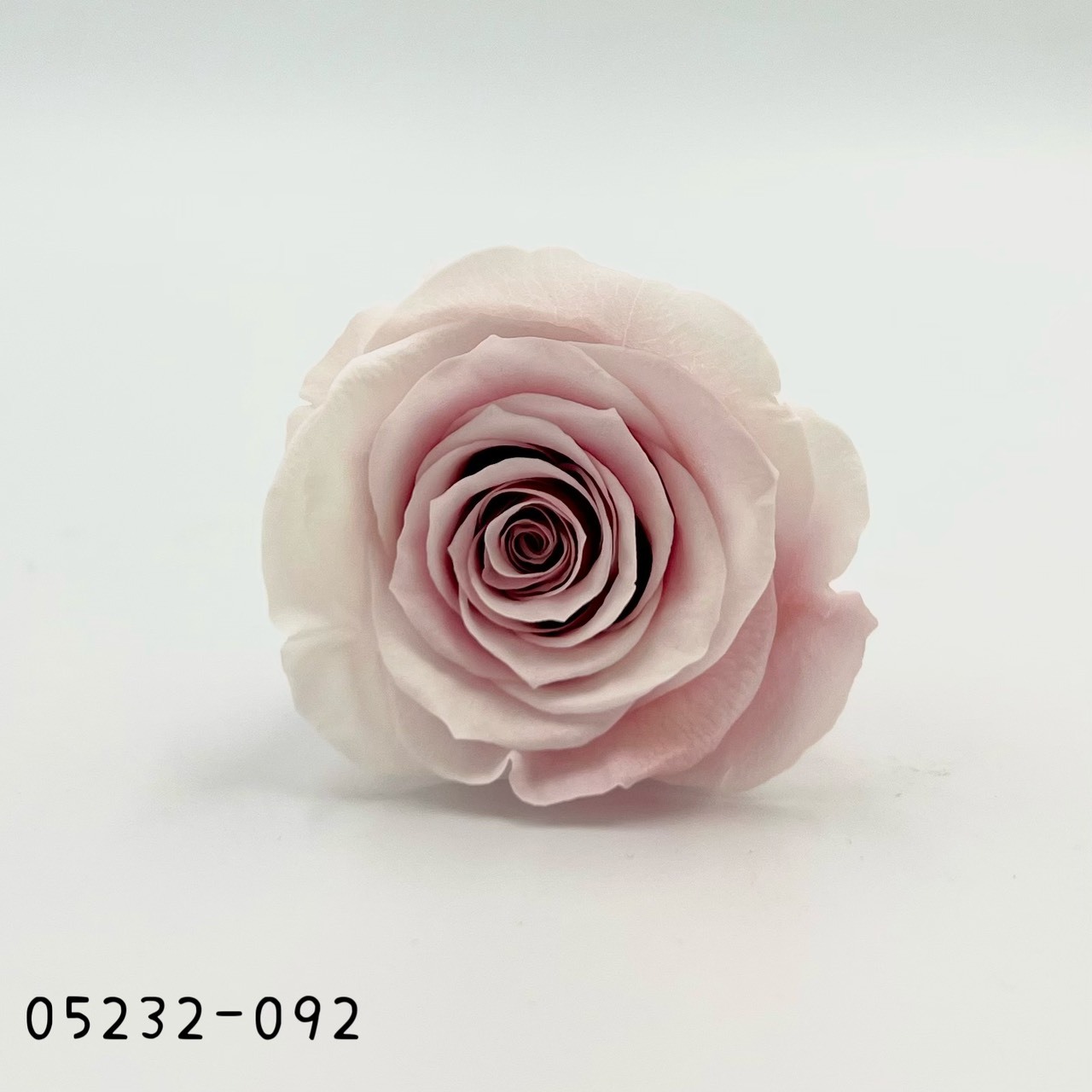 日本不凋大輪漸層玫瑰(9朵) 05232-092