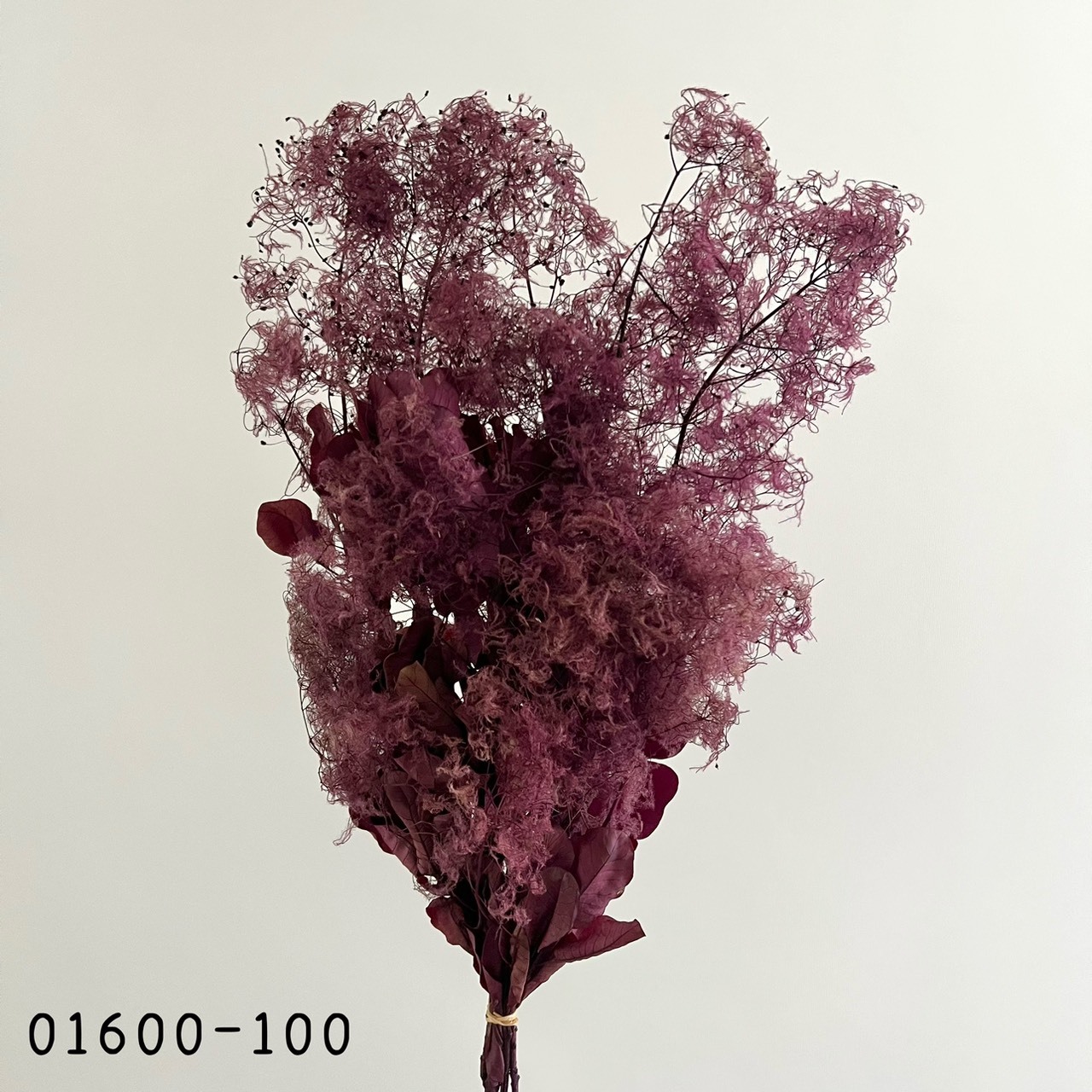 日本不凋煙霧樹 01600-100