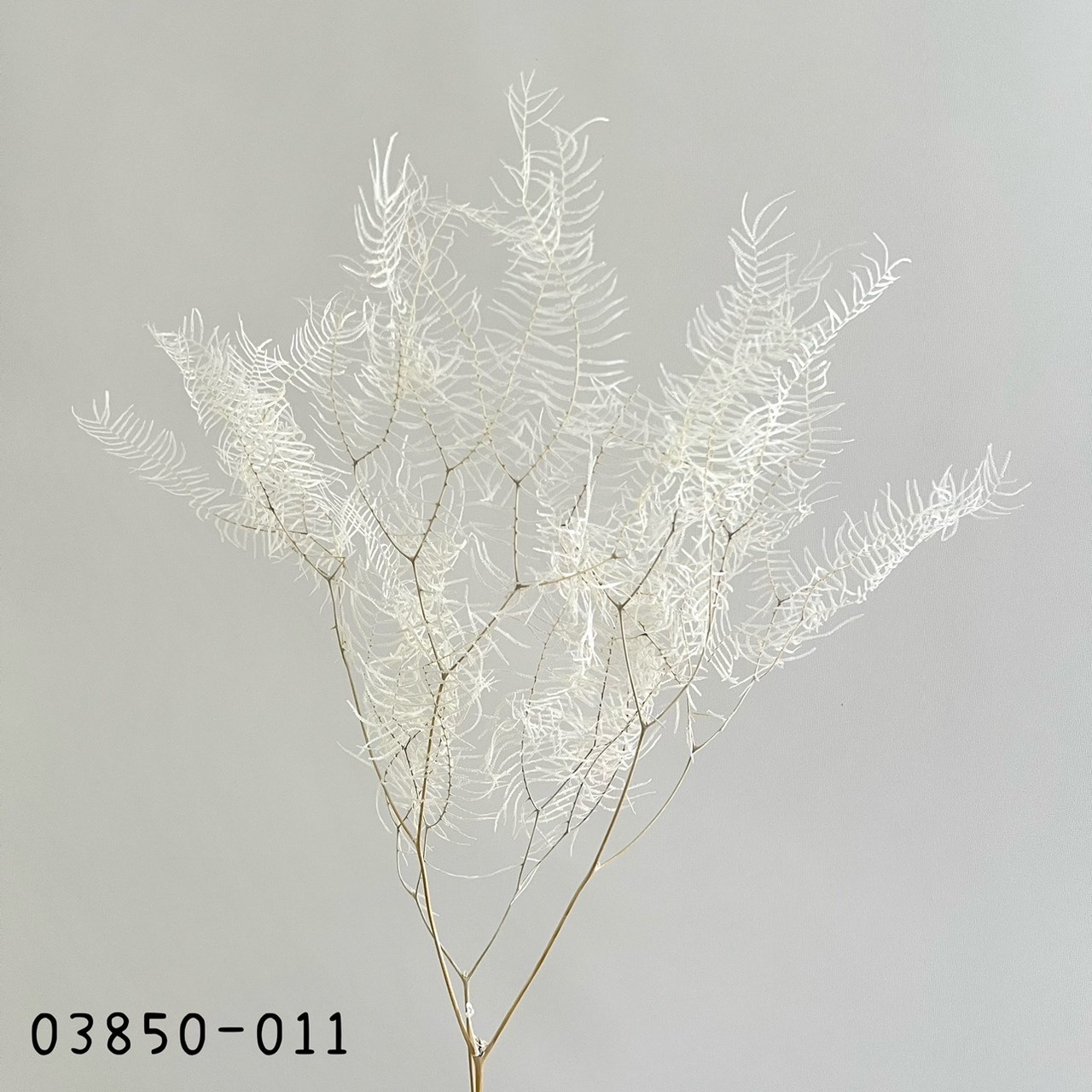 日本不凋海星蕨-03850-011