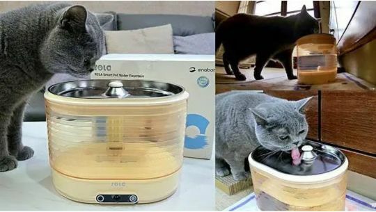 enabot, rola mini, 智慧居家攝影機, 寵物攝影機, 遠端遙控, 全家移動的寵物攝影機, rola 寵物飲水機