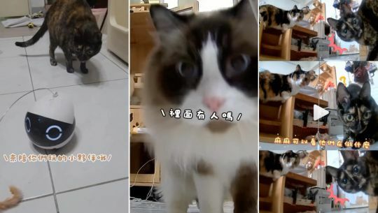 enabot, rola mini, 智慧居家攝影機, 寵物攝影機, 遠端遙控, 全家移動的寵物攝影機, rola 寵物飲水機