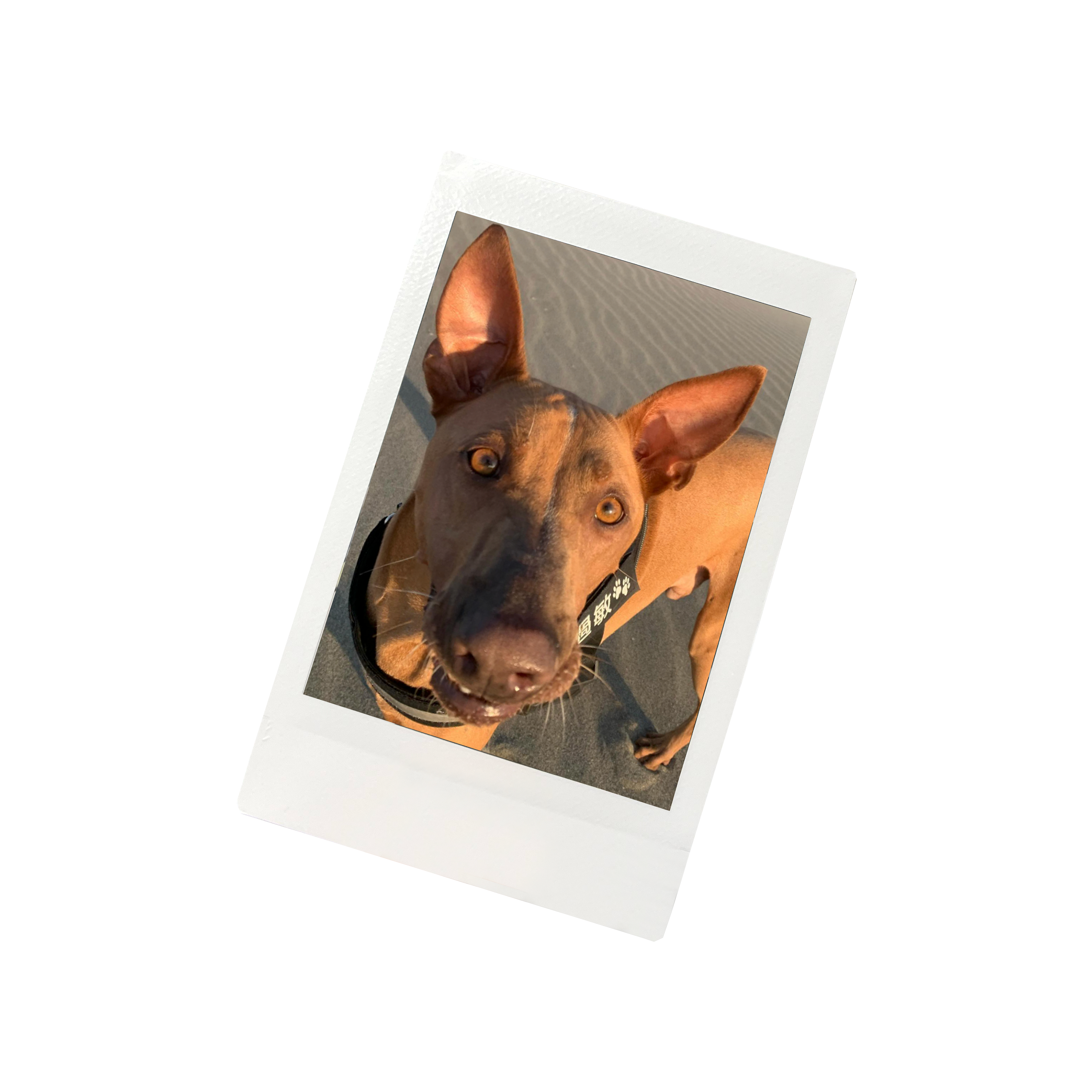 療癒雙重奏：ASME捐款狗醫生200元＋春季限定小膠拍立得