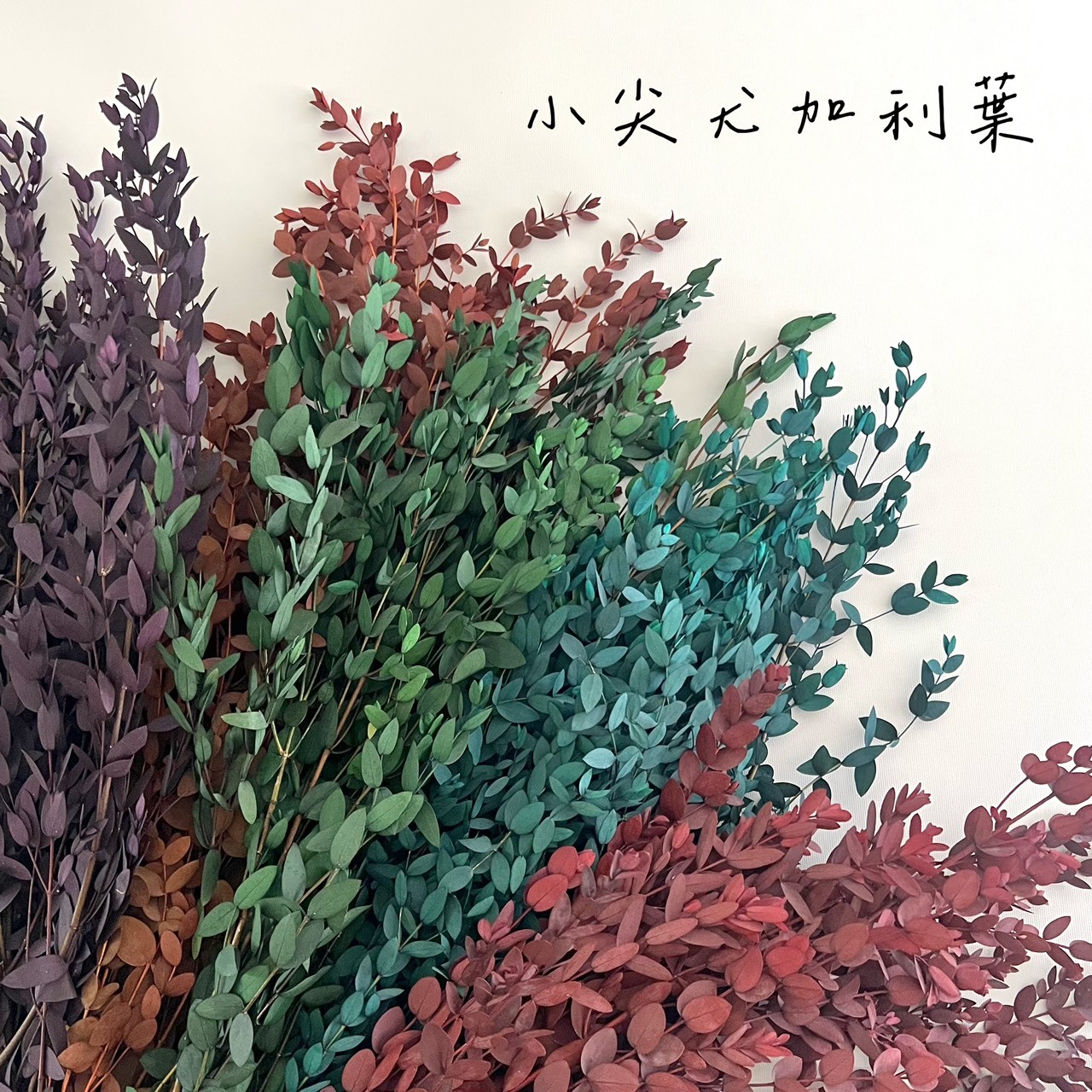 不凋尤加利葉-小尖葉