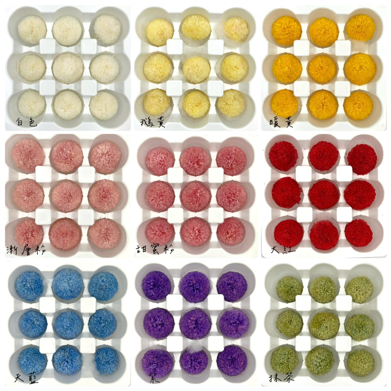 (促銷)不凋乒乓菊(9朵)