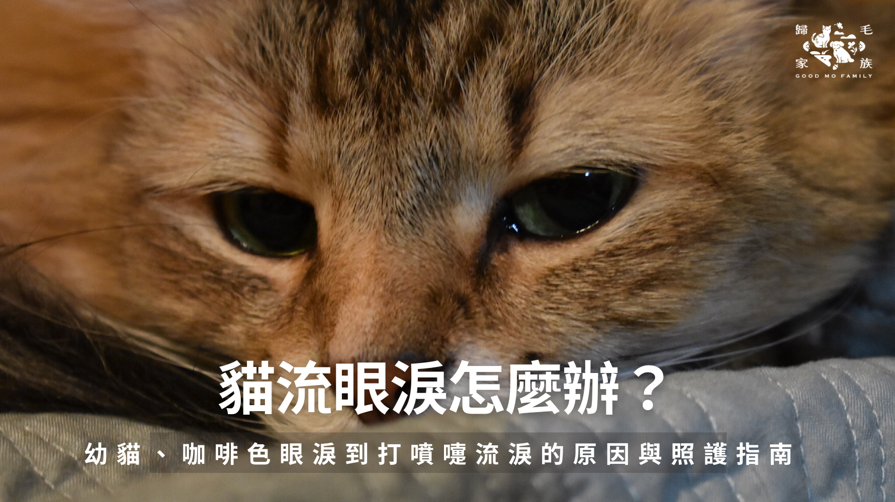 貓咪水汪汪的大眼睛總是惹人憐愛，但您是否注意到貓咪眼角出現咖啡色淚痕，或是幼貓流眼淚、甚至貓打噴嚏流眼淚的情況呢？這些狀況看似日常，其實可能暗示不同的健康問題。別擔心！