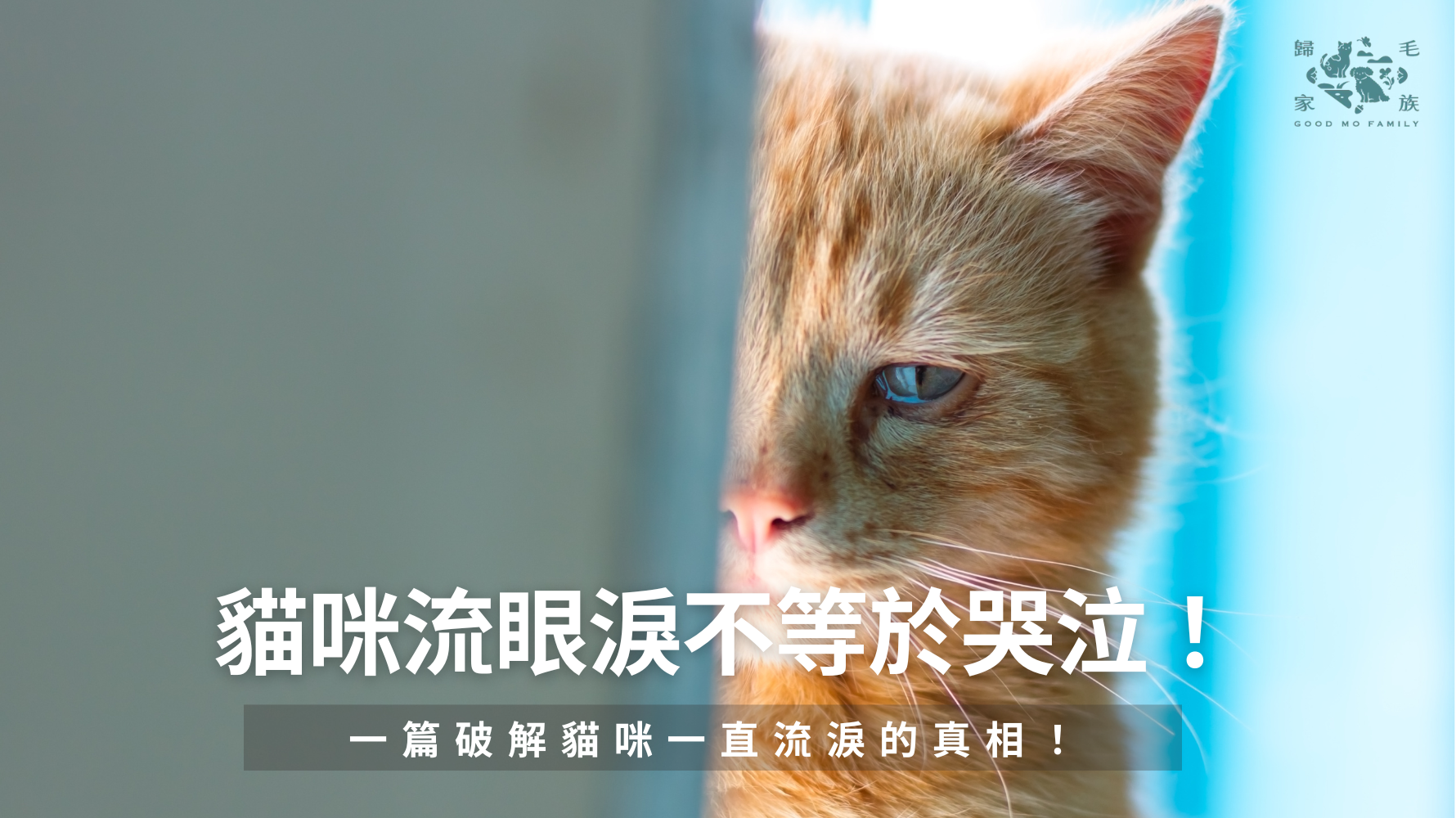 你是否常看到貓咪眼角一直濕濕的，甚至留下咖啡色痕跡，忍不住懷疑：「寶貝到底是難過還是身體不舒服？」其實貓咪流眼淚並不罕見，可能與品種、環境刺激或季節變化有關。