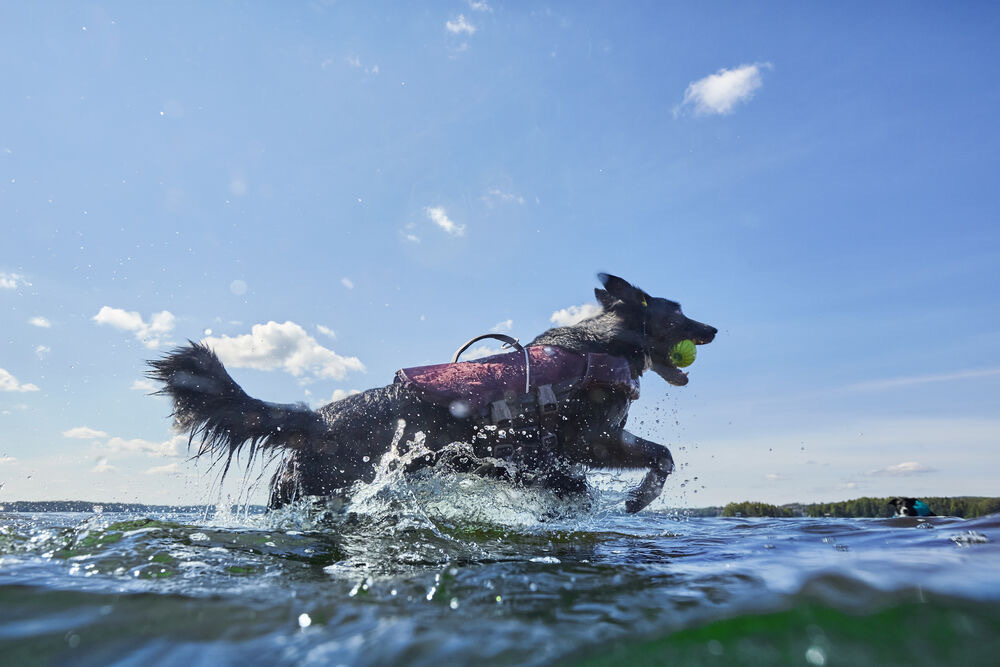 芬蘭 Hurtta - 高防護 Life Savior ECO 救生衣【星河紫】