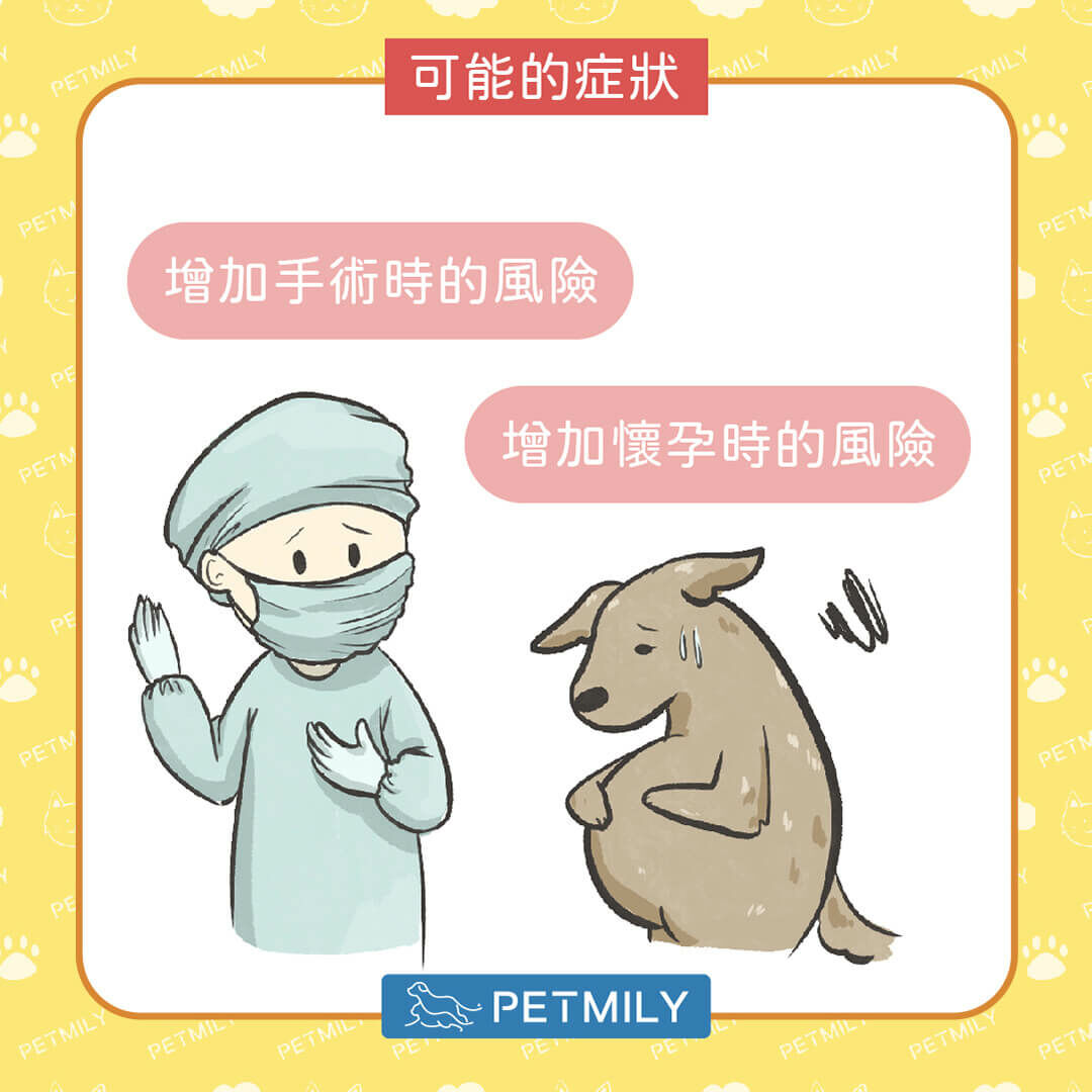 肥胖毛孩曾手術風險