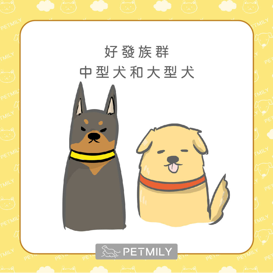 杜賓犬和黃金獵犬