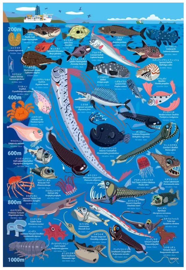 深海生物百科全書 深度200米-1000米 (大件尺寸)