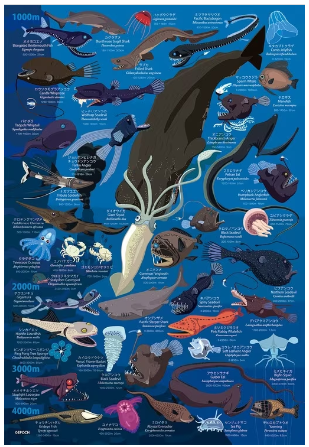 深海生物百科全書深度1000米-4000米 (大件尺寸)
