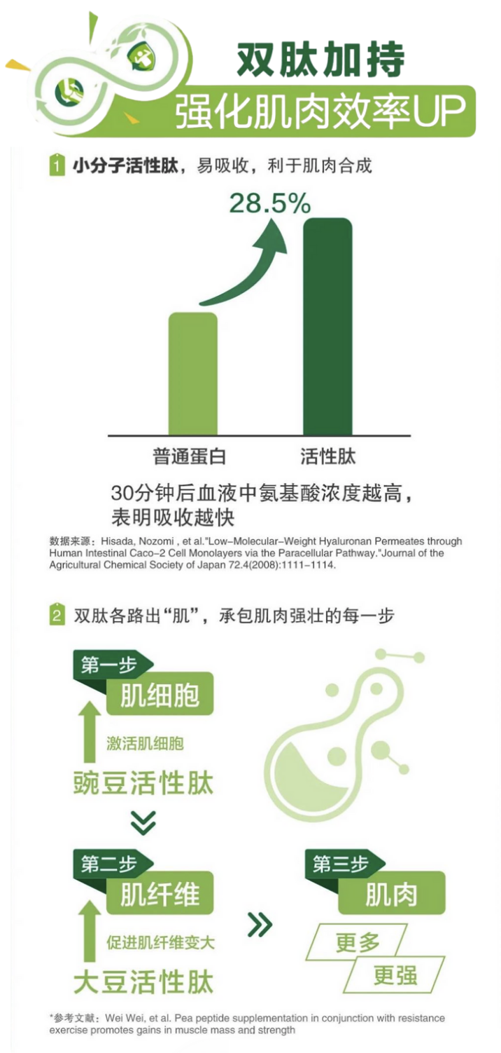 小分子活性肽