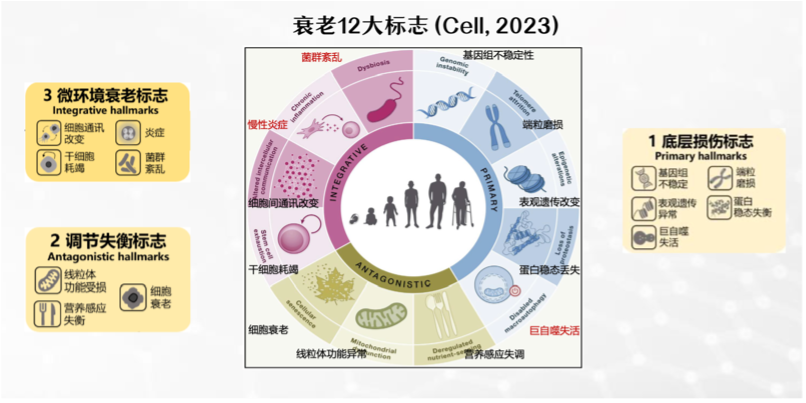 十二大細胞衰老理論