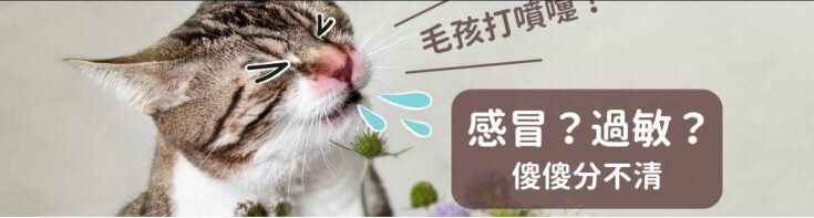 貓咪打噴嚏