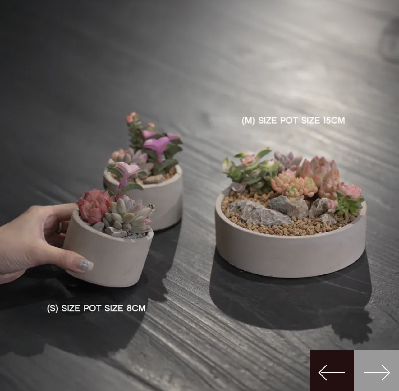 多肉植物景觀盆栽