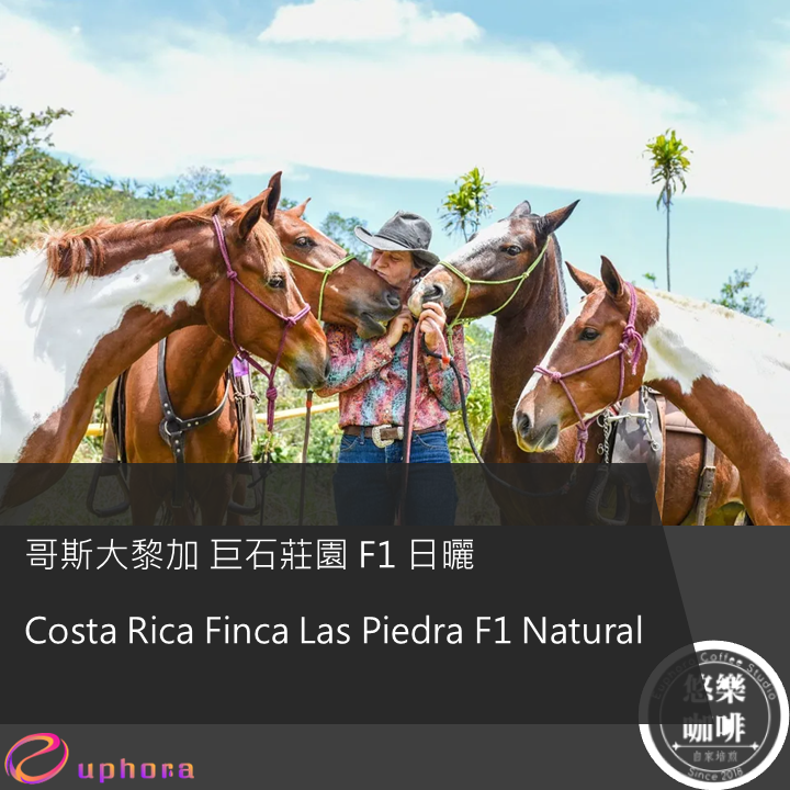 哥斯大黎加 巨石莊園 F1 日曬