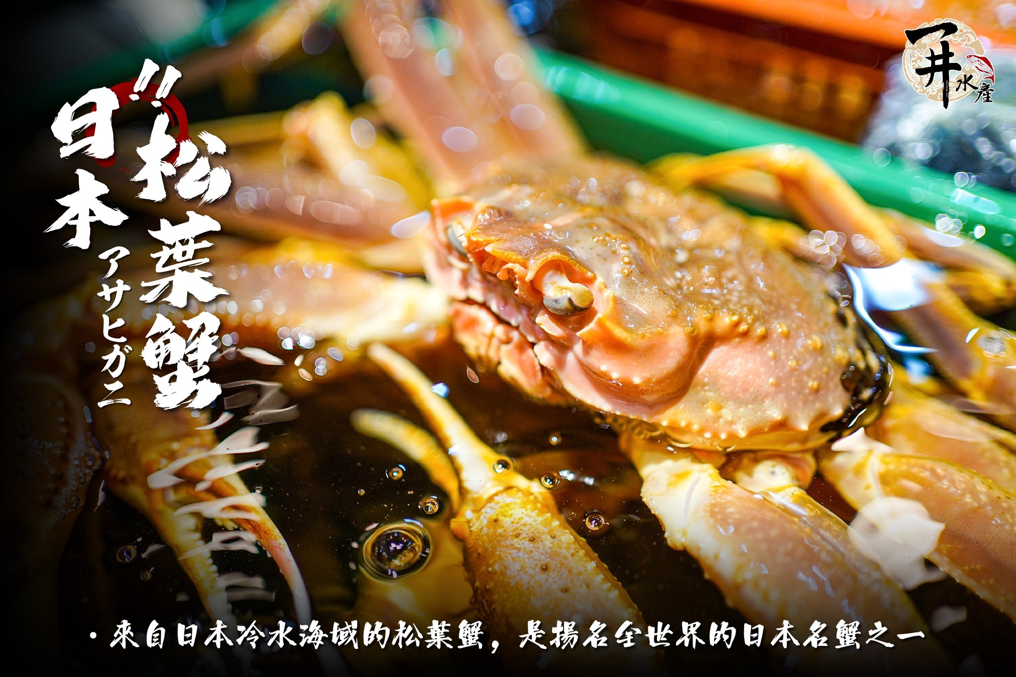 【活體】日本松葉蟹 ⚠️冷藏寄送，請與冷凍商品分開下單⚠️