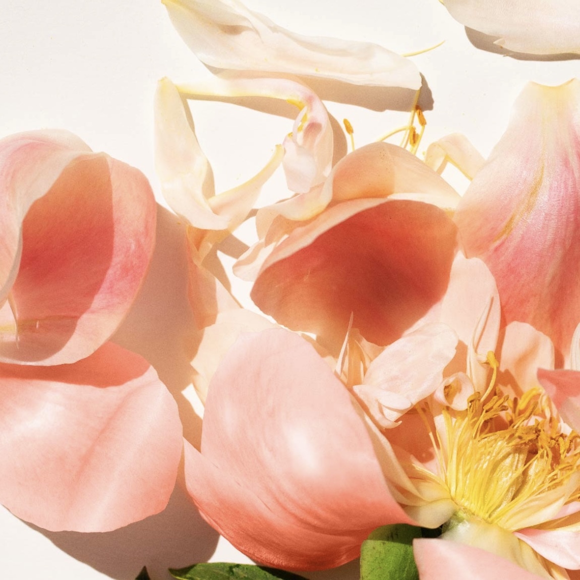 [限定] SHIRO Peach Peony Lineup