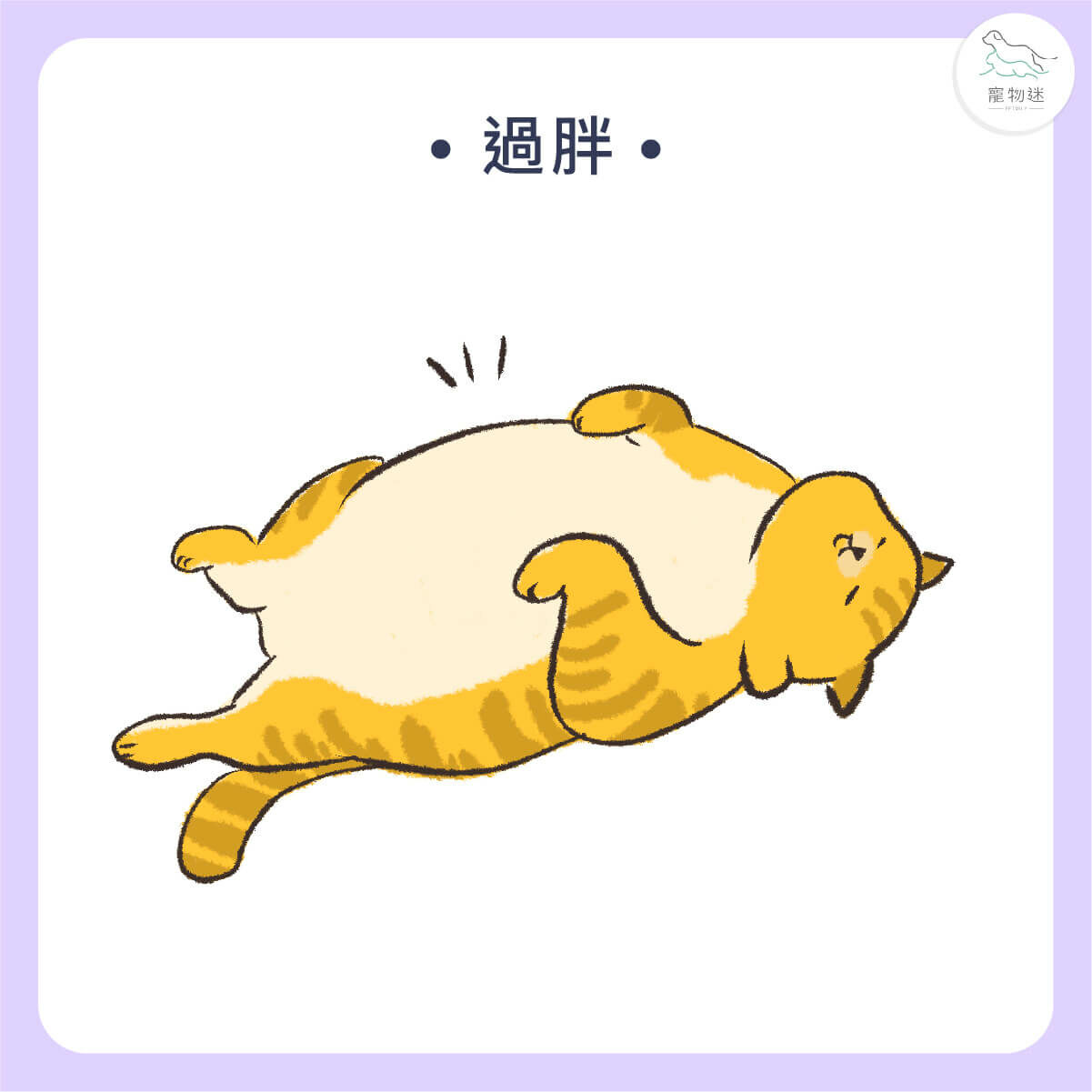 過胖的貓狗是胰臟炎好發族群
