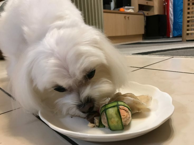 狗狗吃年菜