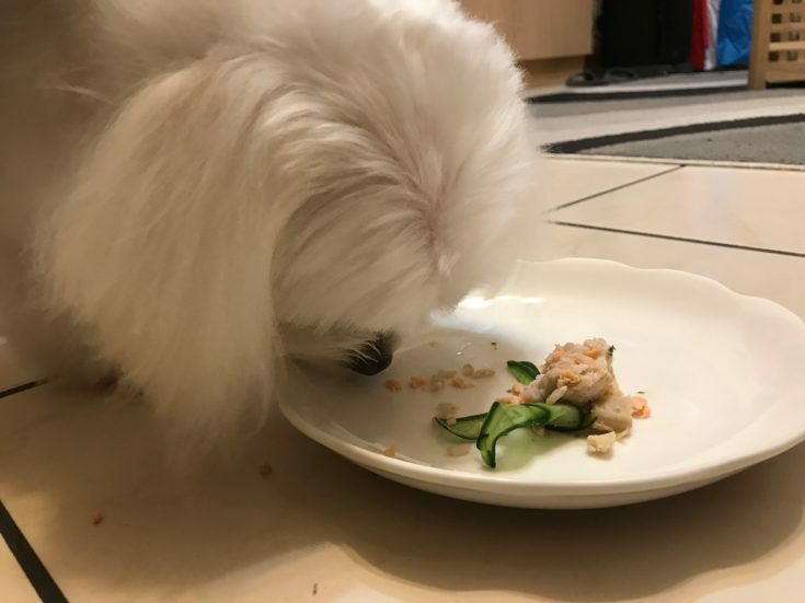 狗狗吃狗狗年菜2