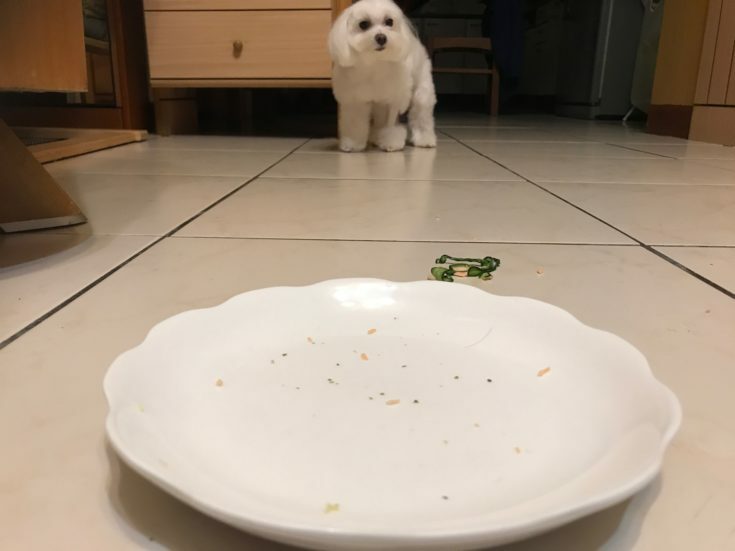 狗狗年菜舔盤