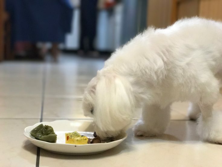 第二天吃狗狗年菜