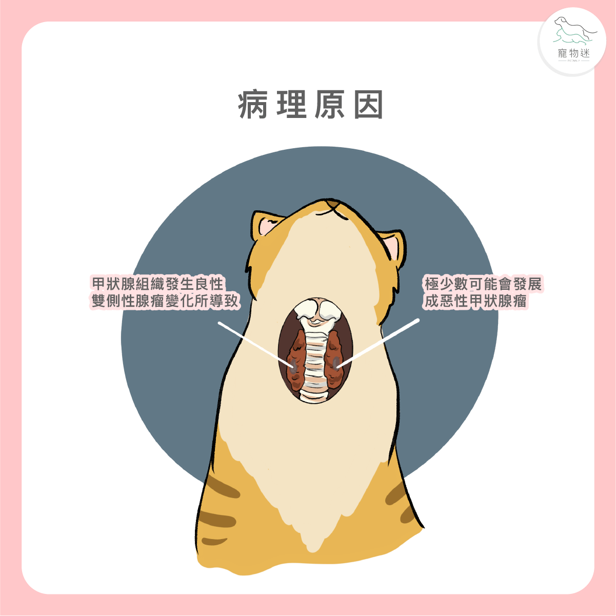 貓甲狀腺亢進的兩大原因