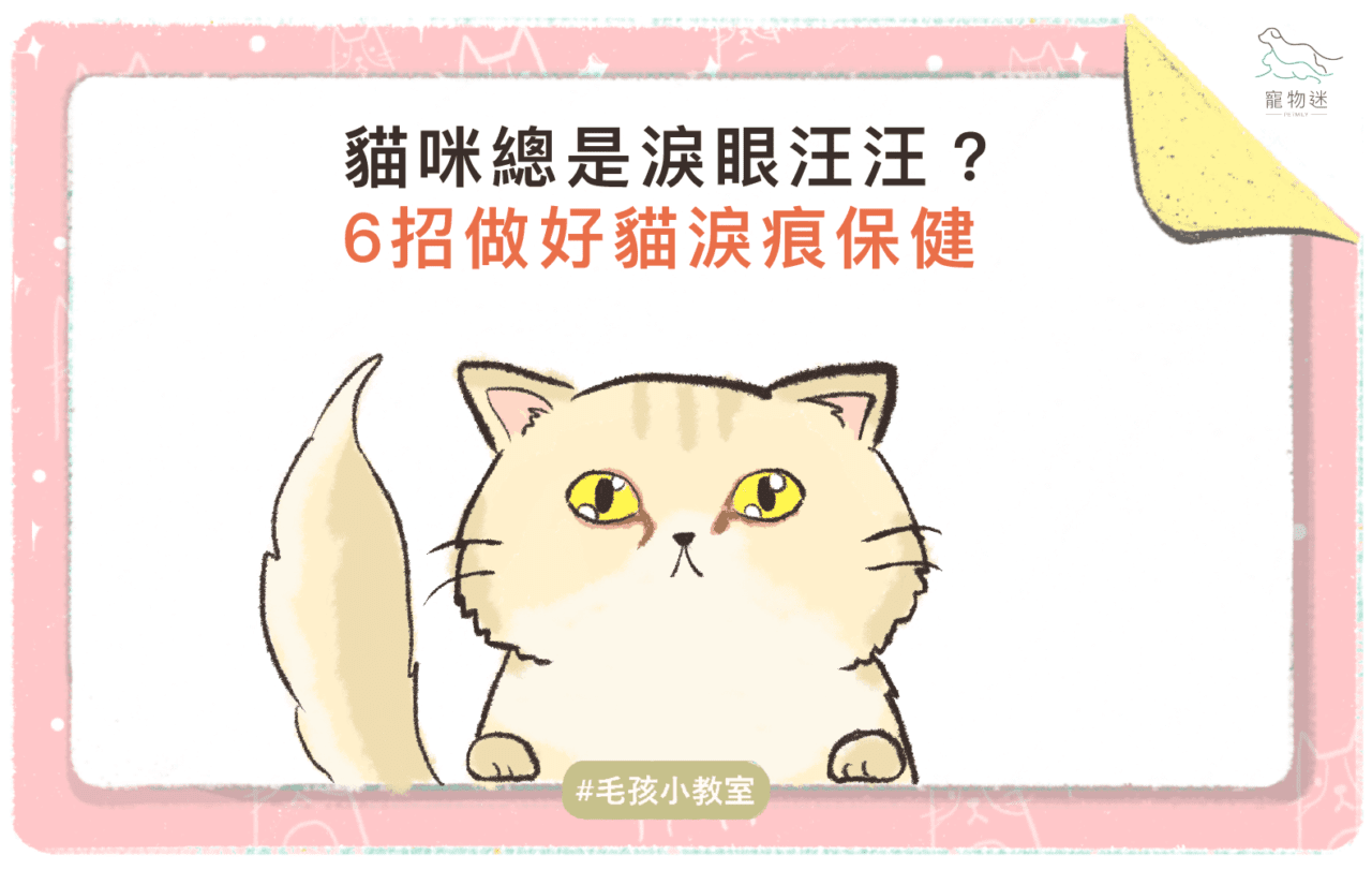 6招做好貓淚痕保健