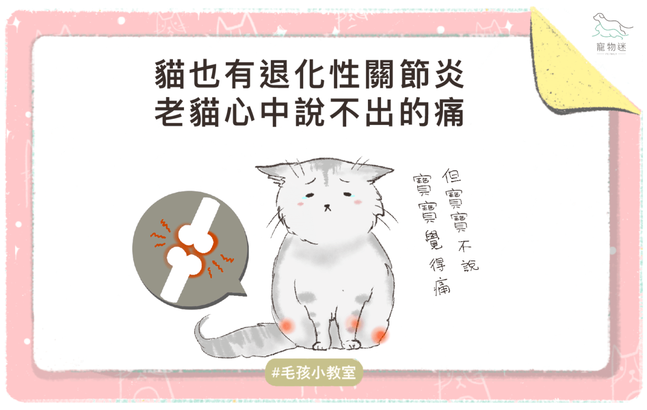 老貓也會有退化性關節炎