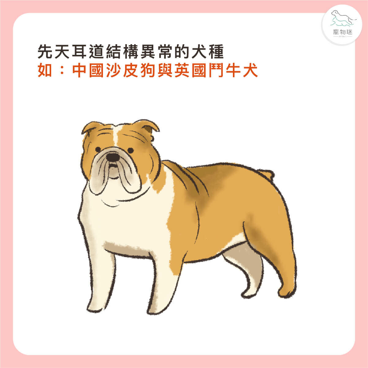 先天耳道異常犬種