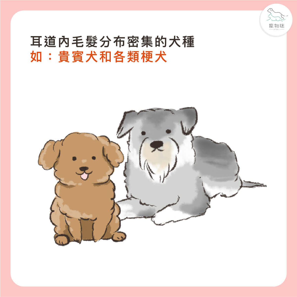 耳道內毛髮分布密集的犬種