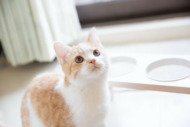 貓咪邁邁