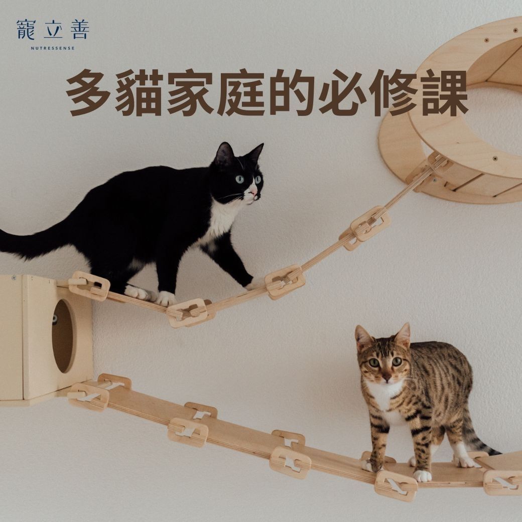 多貓家庭壓力管理指南