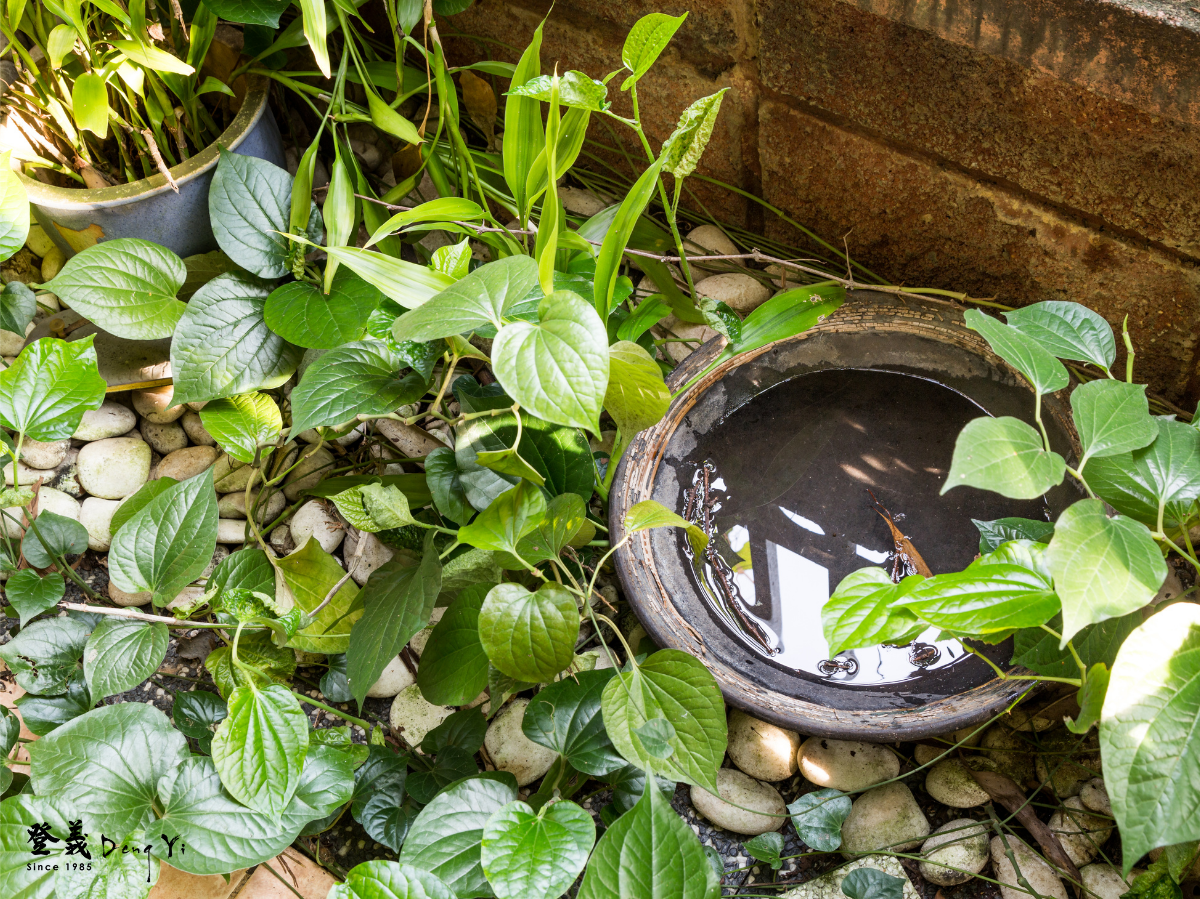 戶外小水池，留意避免積水