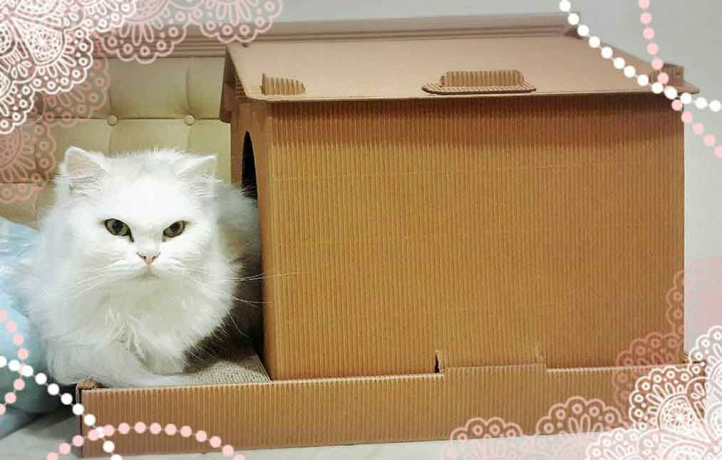 第一次組裝紙箱貓屋就上手