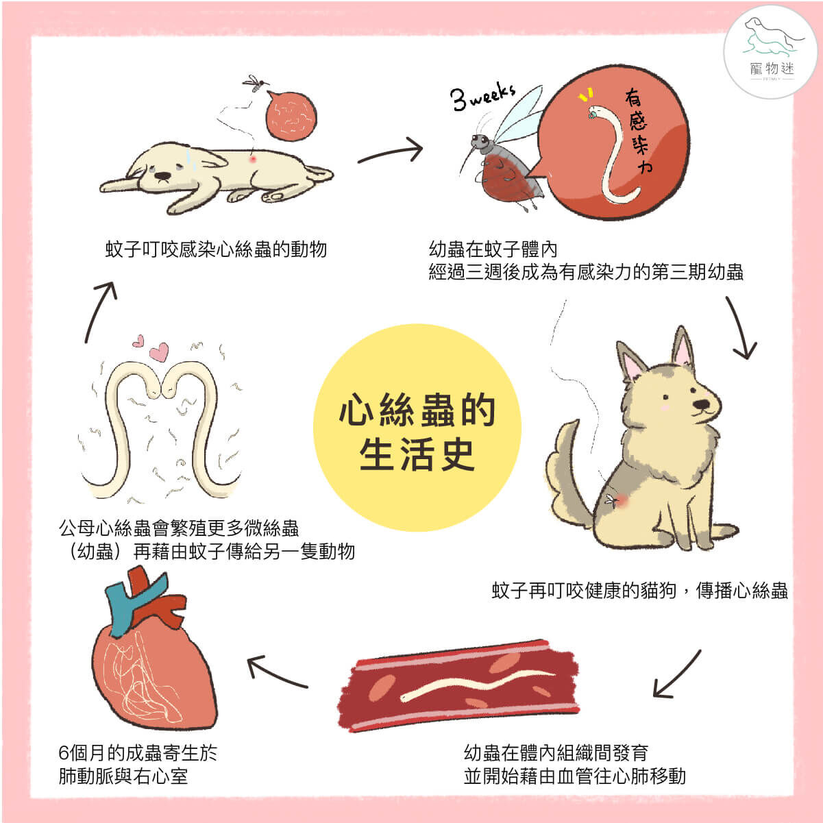 蚊子如何散播心絲蟲