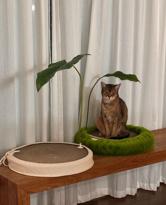 gottagohome．龍貓葉子小傘┃共兩款