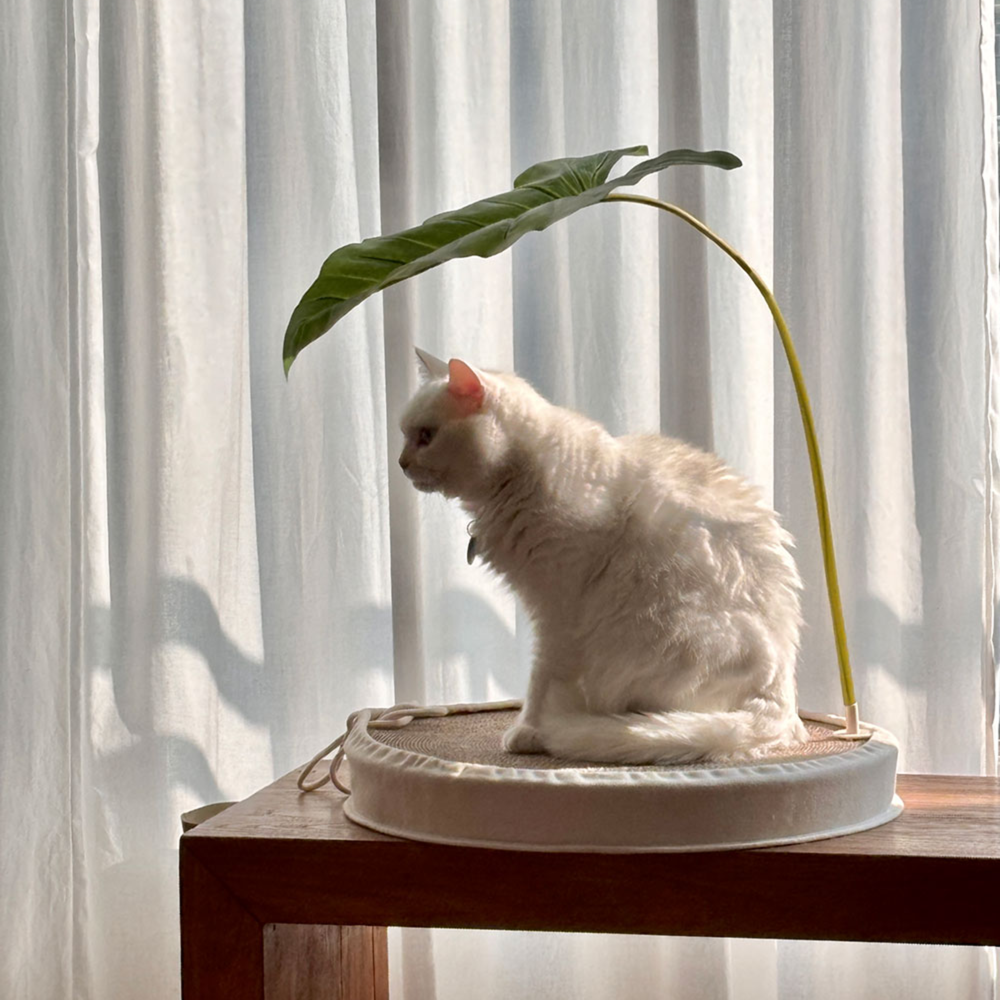 gottagohome．龍貓葉子小傘┃共兩款