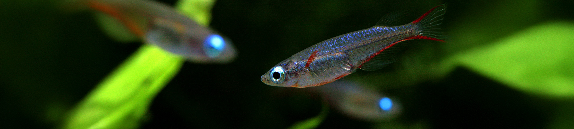 當你看著魚兒在乾淨、寬廣的魚缸中自在游動，思緒彷彿也在水中漫遊。 魚兒快樂了，心也明亮了；回到現實，你會發現：自己竟多了面對生活的力量。