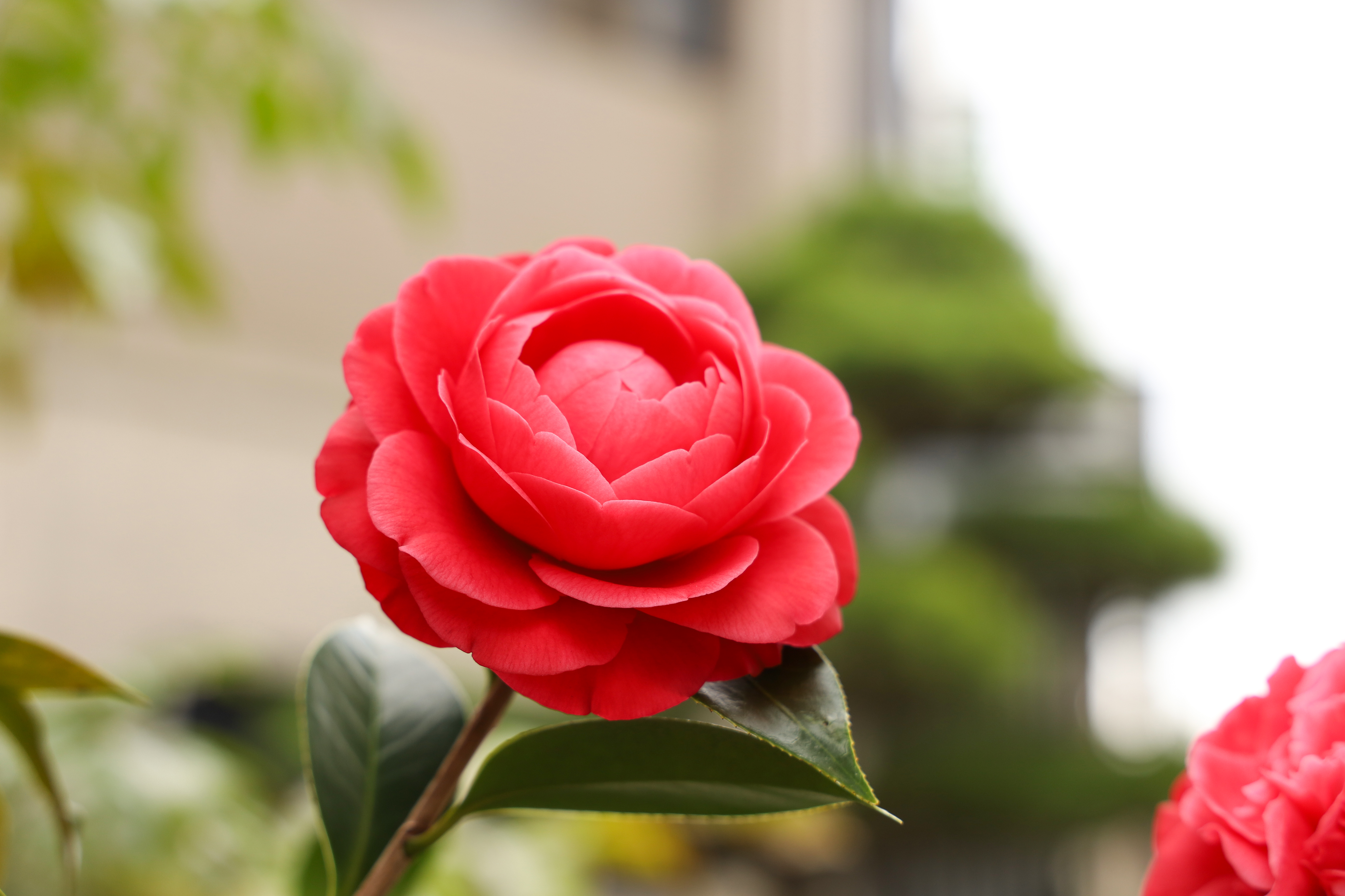 FLOWER