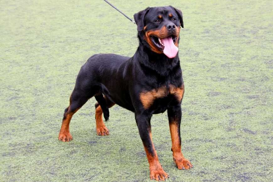 羅威那犬的外型