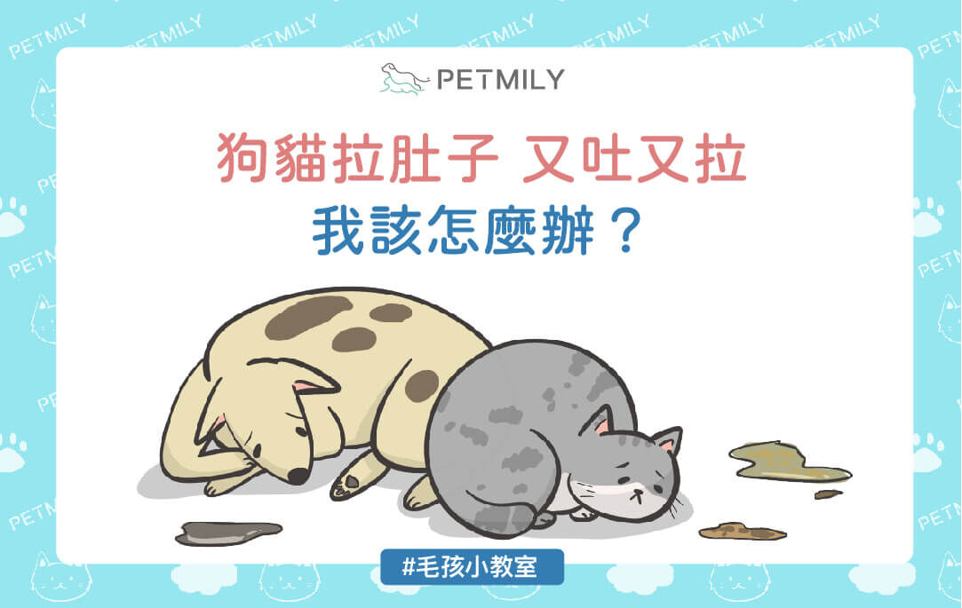 狗狗貓咪拉肚子又嘔吐？掌握5步驟穩定毛孩腸胃狀況！
