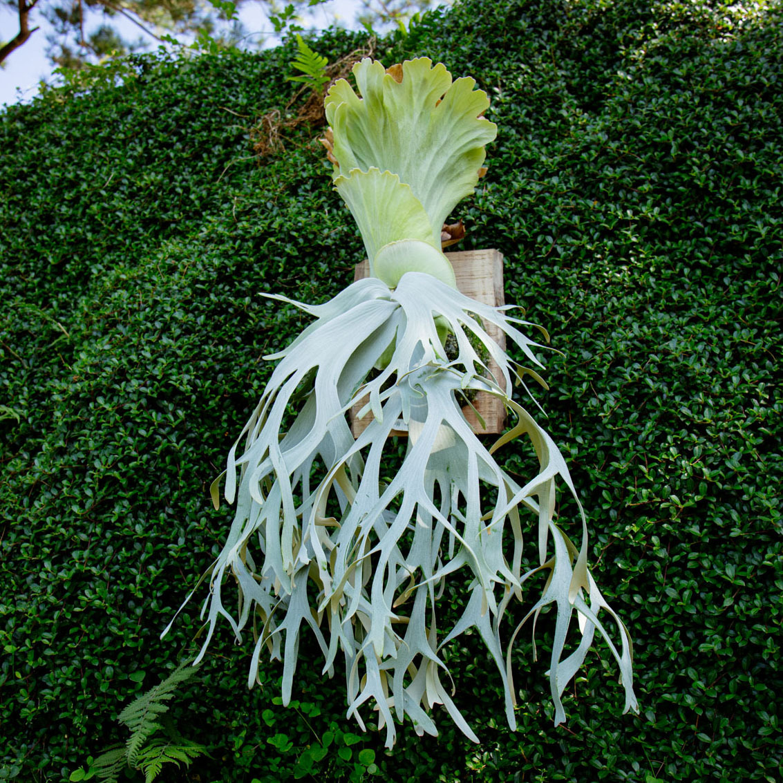 P.willinckii White Heaven