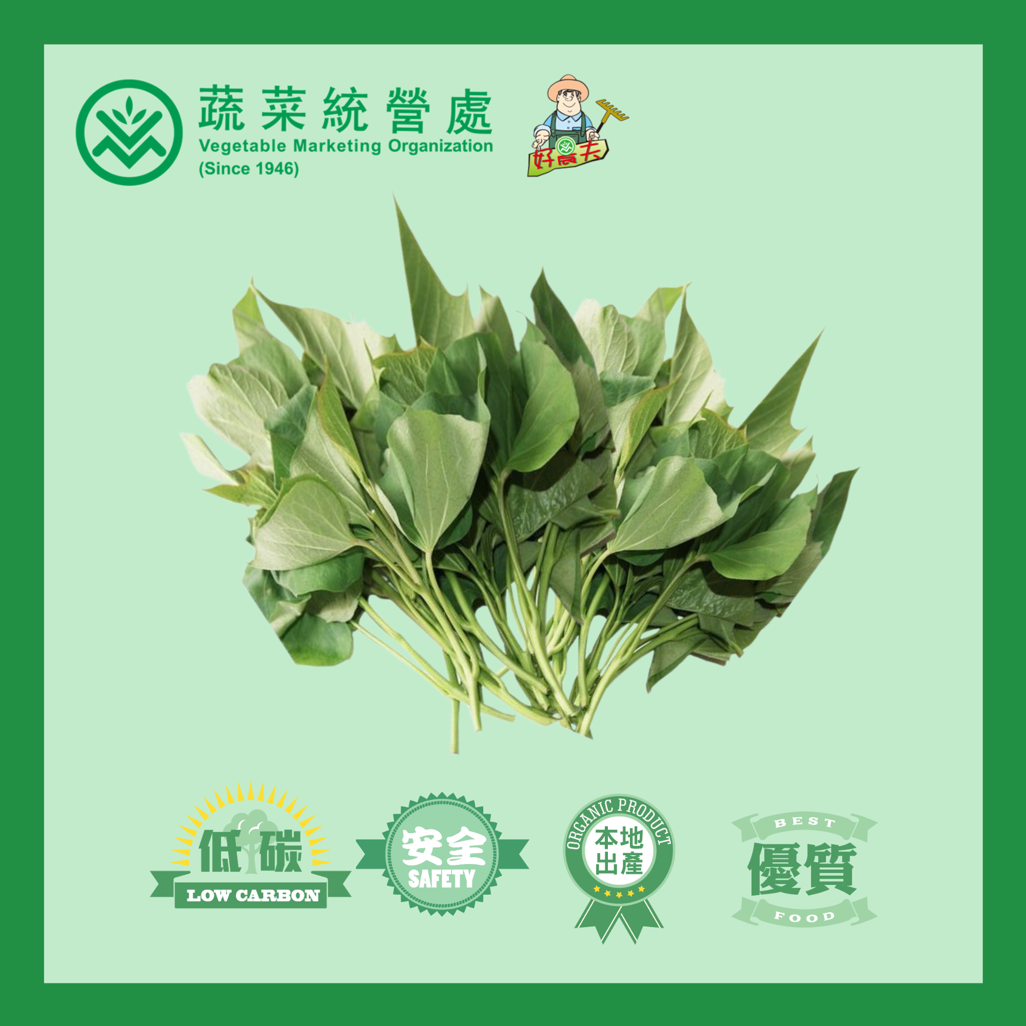 本地有機蕃薯苗 (斤)