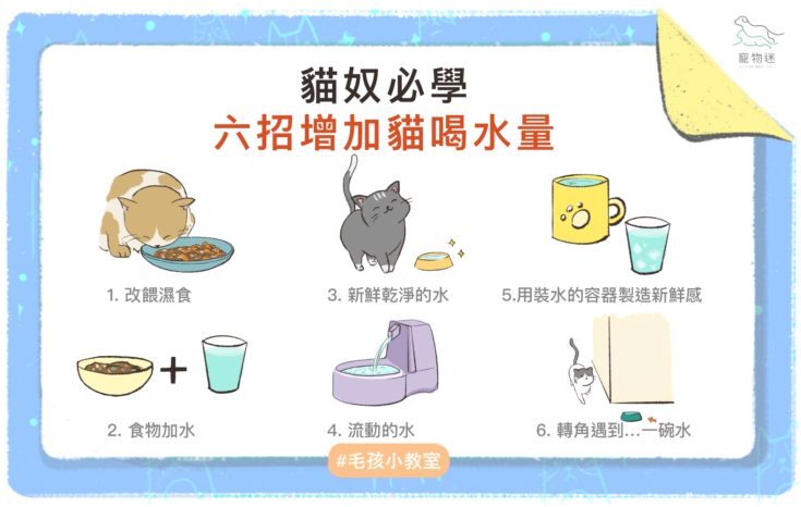 貓咪不愛喝水？6招提升貓飲水量！