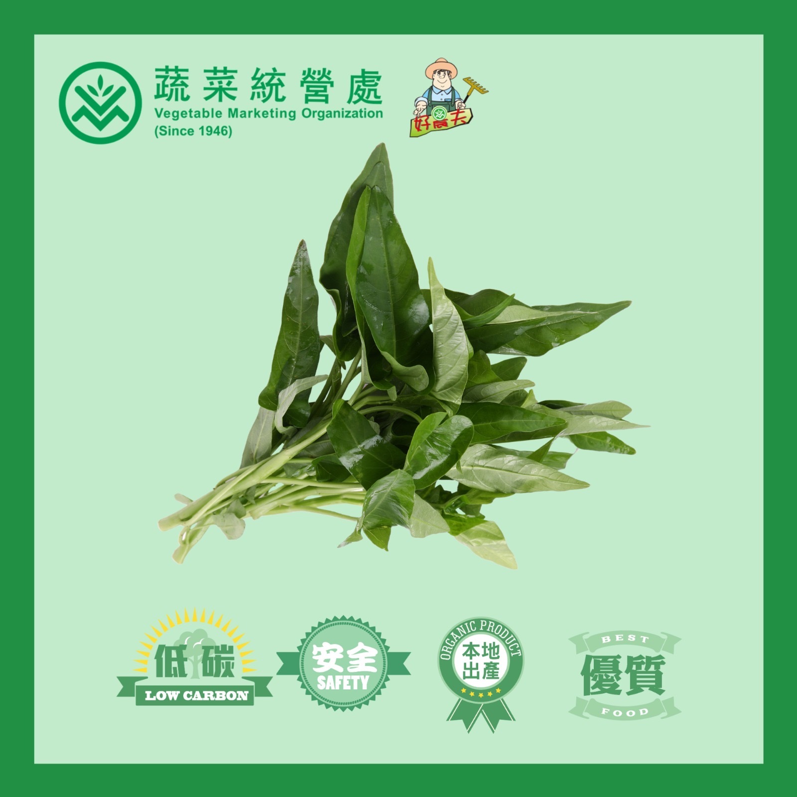 本地有機青通菜 (斤)