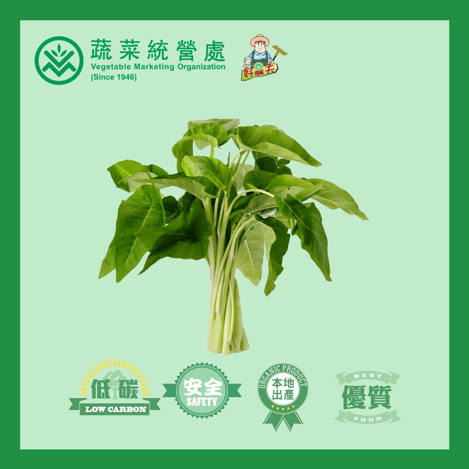 本地有機白通菜 (斤)