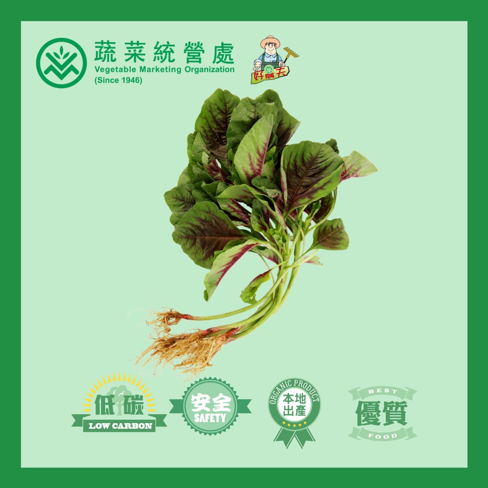 Local Organic Red Chinese Spinach (CATTY)